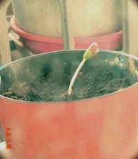 I've taken that shell off, now it looks more open. Photo of the bud of a Pink Lady apple tree inside the pot, edited to look like a photo from an analogue camera.